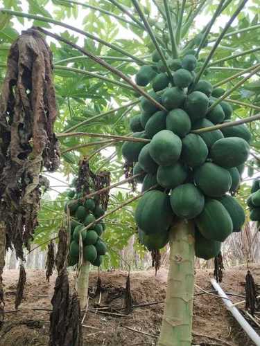 Garden Fresh Papaya